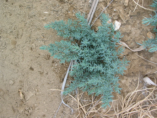 Jurčica (Suaeda maritima)