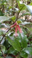 Alseuosmia macrophylla