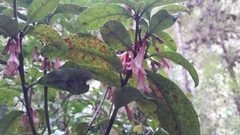 Alseuosmia macrophylla