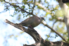 Streptopelia decipiens