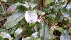 Alseuosmia macrophylla