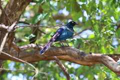 Lamprotornis caudatus