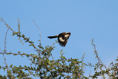 Lanius excubitoroides