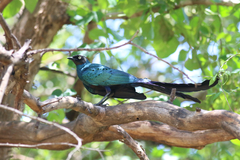 Lamprotornis caudatus