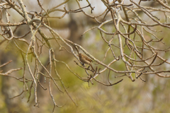 Gymnoris superciliaris