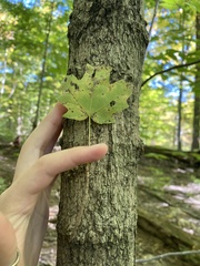 Acer nigrum