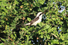 Lanius excubitoroides