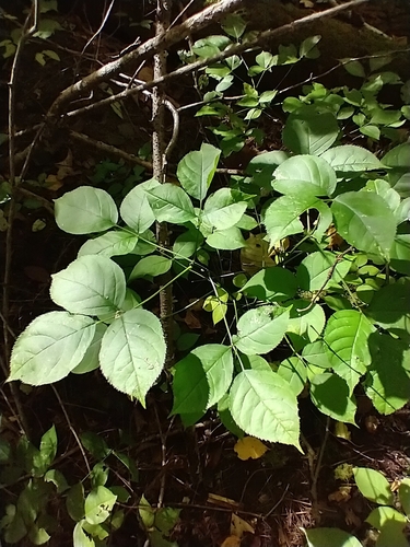 Staphylea trifolia