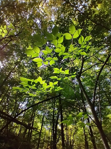 Staphylea trifolia