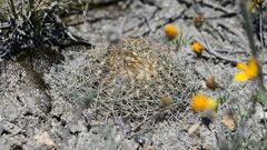 Mammillaria discolor
