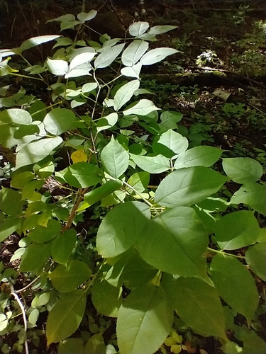 Staphylea trifolia