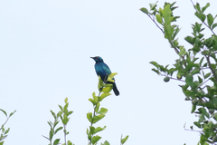 Lamprotornis chalybaeus