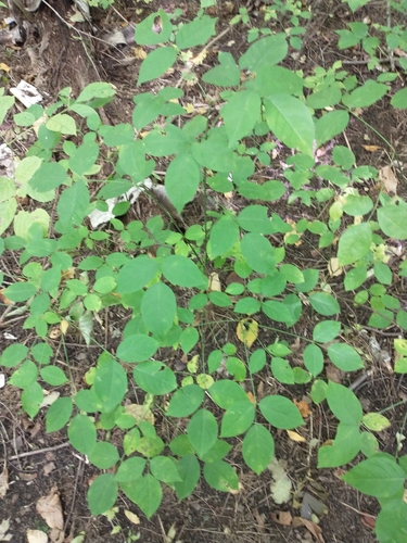 Staphylea trifolia