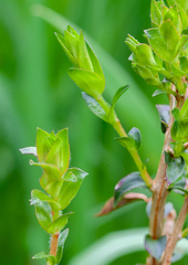 Pultenaea gunnii