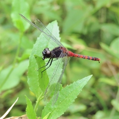 Diplacodes melanopsis