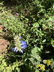 Salvia azurea