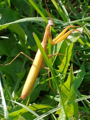 Mantidae