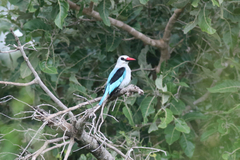 Halcyon senegalensis