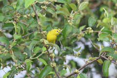 Zosterops senegalensis