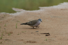 Turtur abyssinicus