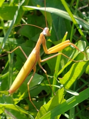 Mantidae