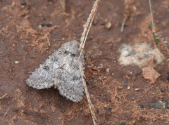 Protorthodes