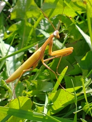 Mantidae