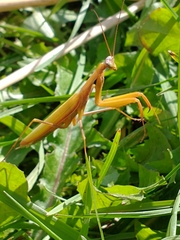 Mantidae