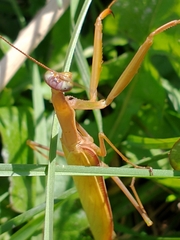 Mantidae