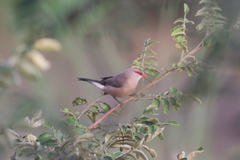 Estrilda troglodytes