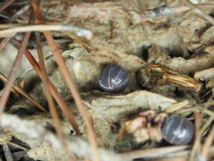 Armadillo officinalis