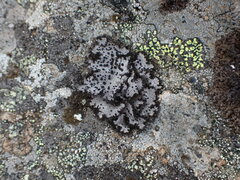 Umbilicaria cylindrica