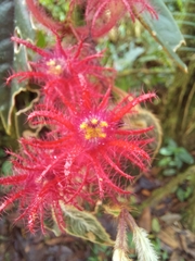Columnea minor