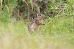 Euxerus erythropus