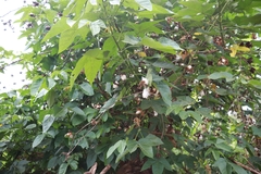 Abutilon densiflorum