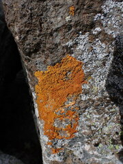 Xanthorioideae