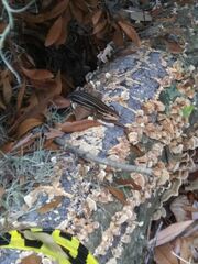 Plestiodon inexpectatus