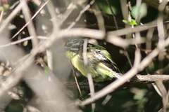 Pogoniulus chrysoconus