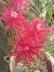 Columnea minor
