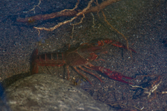 Procambarus clarkii