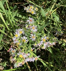 Symphyotrichum puniceum