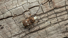 Platystomos albinus