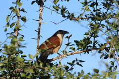 Centropus senegalensis