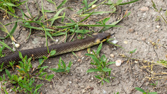 Zamenis longissimus