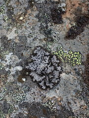 Umbilicaria cylindrica