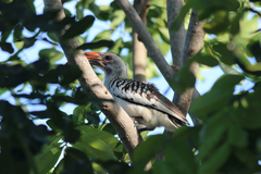 Tockus erythrorhynchus
