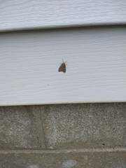 Alsophila pometaria