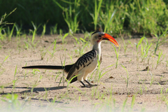 Tockus erythrorhynchus