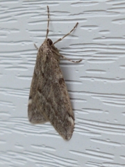 Alsophila pometaria
