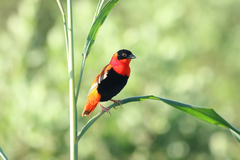 Euplectes franciscanus